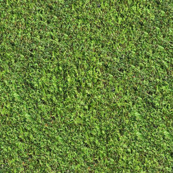 Conifères arbre à feuilles persistantes avec de petites feuilles . — Photo