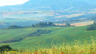 Tuscany, İtalya - 10 Haziran 2018: Güzel manzara yeşil tepe Toskana alan kırmızı haşhaş çiçekler, evler ve Valdocia, Orta Italya'nin selvi ağaçları ile