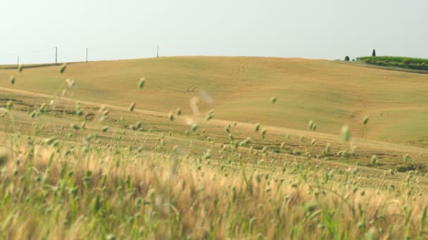 Vue d'une maison typiquement italienne sur la colline du champ de Toscane vallonnée en Italie en été avec le champ de pavot et le cyprès 