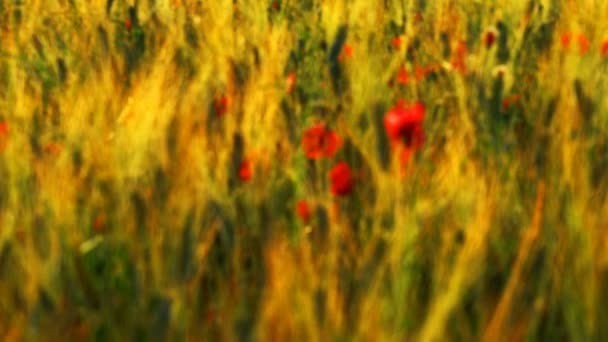 Vackra Kuperade Landskapet Gröna Toskanska Fält Med Röd Valp Blommor — Stockvideo