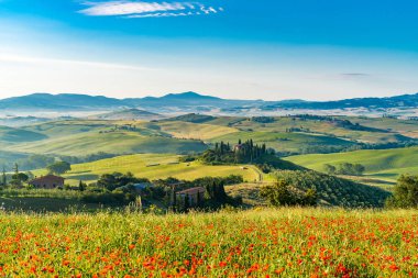 Güzel manzara yaz güneşli sabah tepelik Tuscany'de ile ünlü çiftlik evi, üzüm bağları ve kırmızı haşhaş çiçekleri alan Valdorcia, İtalya