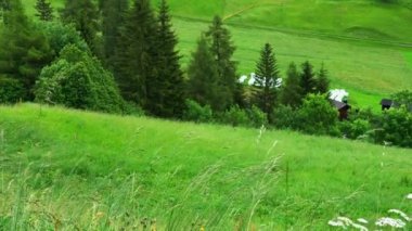 Çok eski kilise St. Magdalena veya Santa Maddalena Val di Funes Valley South Tyrol İtalya akşam görünümünü alanını ve mount Geissler Spitzen arka planda otlatma koyun sürüsü ile