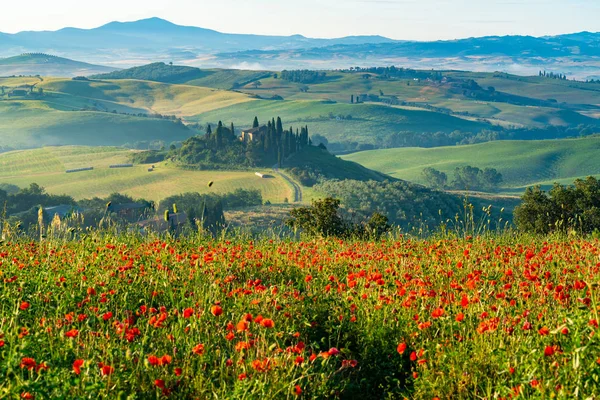 Hermosa Vista Del Campo Verde Hilly Tuscan Verano Con Típica — Foto de Stock