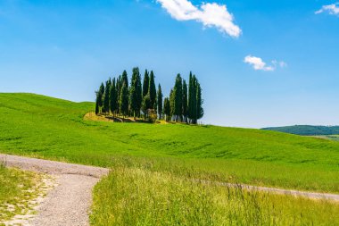 Selvi ağaçları tepelik Vladorcia İtalya sarı çiçekler ve bağ alanı Toskana
