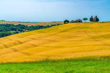 Valdorcia İtalya Capella della Madonna di Vitaleta ve sarı buğday alanı ile güneşli günde güzel tepelik Tuscany'de görünümünü