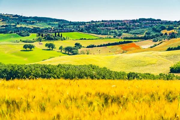 Blick Auf Das Wunderschöne Weizen Und Blumenfeld Der Toskana Mit — Stockfoto