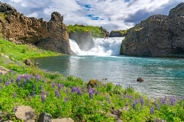 Cachoeiras Hjalparfoss Com Campo Lupine Rio Fossa Highland Islândia — Fotografia de Stock