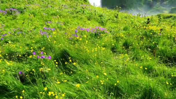 フォア グラウンドで美しい花のフィールドを持つアイスランドの南地域でヴィック近くセリャラントスフォスの滝のビュー — ストック動画