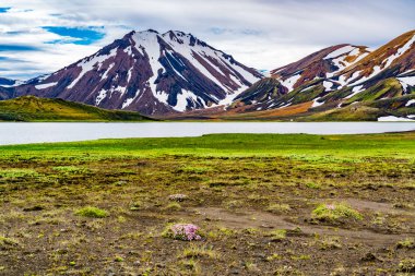 Renkli volkanik dağ Gölü ve çiçeklerle Highlands İzlanda'daki Landmannalaugar adlı görünümünü yaz