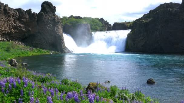 Blick Auf Die Hjalparfoss Wasserfälle Mit Dem Lupinenblütenfeld Vorne Thjorsardalur — Stockvideo
