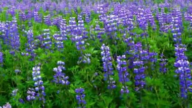 Çiçek açan Nootka Lupine çiçek alanları yaz sezonu İzlanda'nın görünümünü