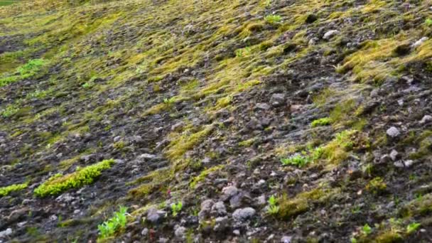 在冰岛高地的兰德曼纳劳卡 在傍晚的夏天欣赏美丽的山与苔石山 — 图库视频影像