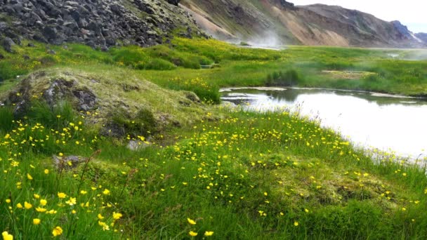 Paisagem Islandesa Landmanalaugar Pela Manhã Com Belo Campo Flores Fluxo — Vídeo de Stock