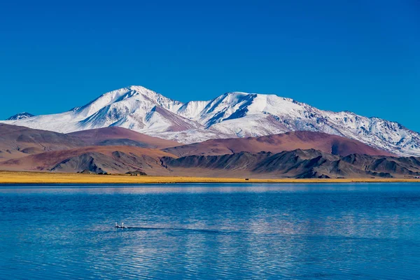 View Beautiful Snow Mountain Autumn Swans Swimming Lake Ulgii Western — Stock Photo, Image