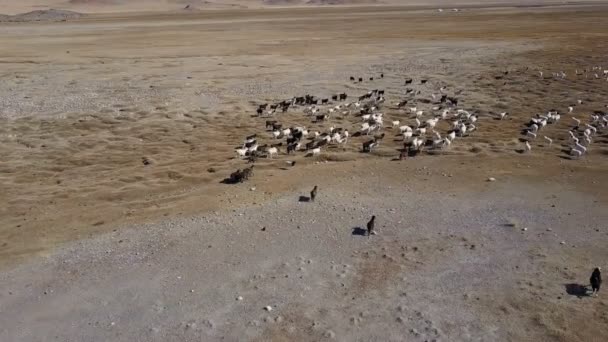 Aerial View Mongolian Cattle Sheep Running Stall Ulgii Western Mongolia — Stock Video