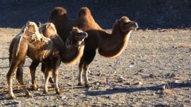 Bactrian deve ve onun buzağı Ulgii Moğolistan, Golden Eagle avcı Festivali
