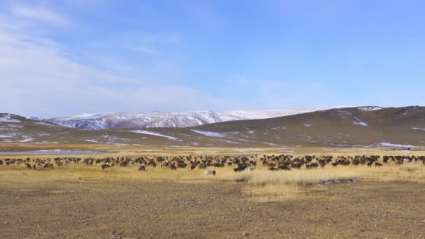 在蒙古乌尔吉美丽的雪山山谷的大草原上 成群结队的牛羊在大草原上吃草 — 图库视频影像