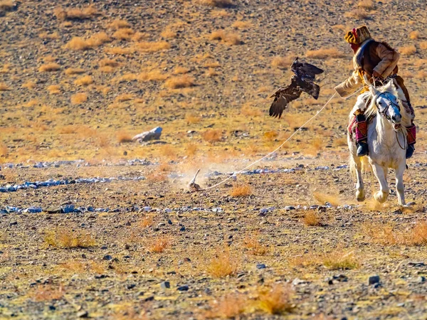 Mongolian golden eagle hunter in traditional fox fur clothing astride on the white horse and the golden eagle hunter attacks the prey on the floor at the Golden Eagle Hunter Festival in Ulgii Mongolia