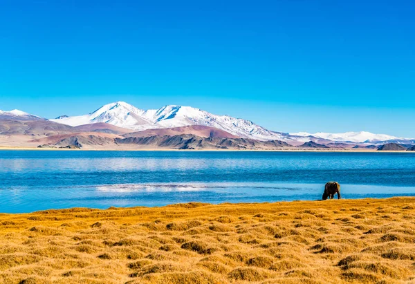 Pohled Sněhu Hory Vesnice Nedaleko Ulgii Západním Mongolsku — Stock fotografie