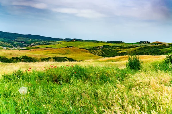 Çiçekler ve Toskana İtalya Val d'Orcia önce yağmur ekili arazi tepelik Tuscany manzaralı