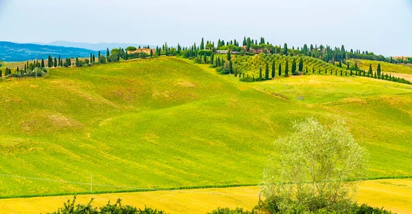 Vista Panorámica Del Paisaje Montañoso Toscana Con Viñedo Los Cipreses — Foto de Stock