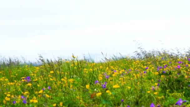 冰岛布迪尔夏季美丽花朵领域的布阿基利亚黑教堂景观 — 图库视频影像