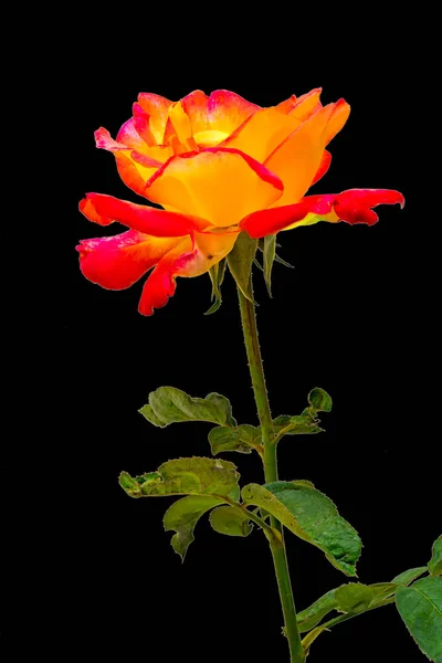 Rose Rouge Jaune Avec Feuilles Isolées Sur Fond Noir — Photo