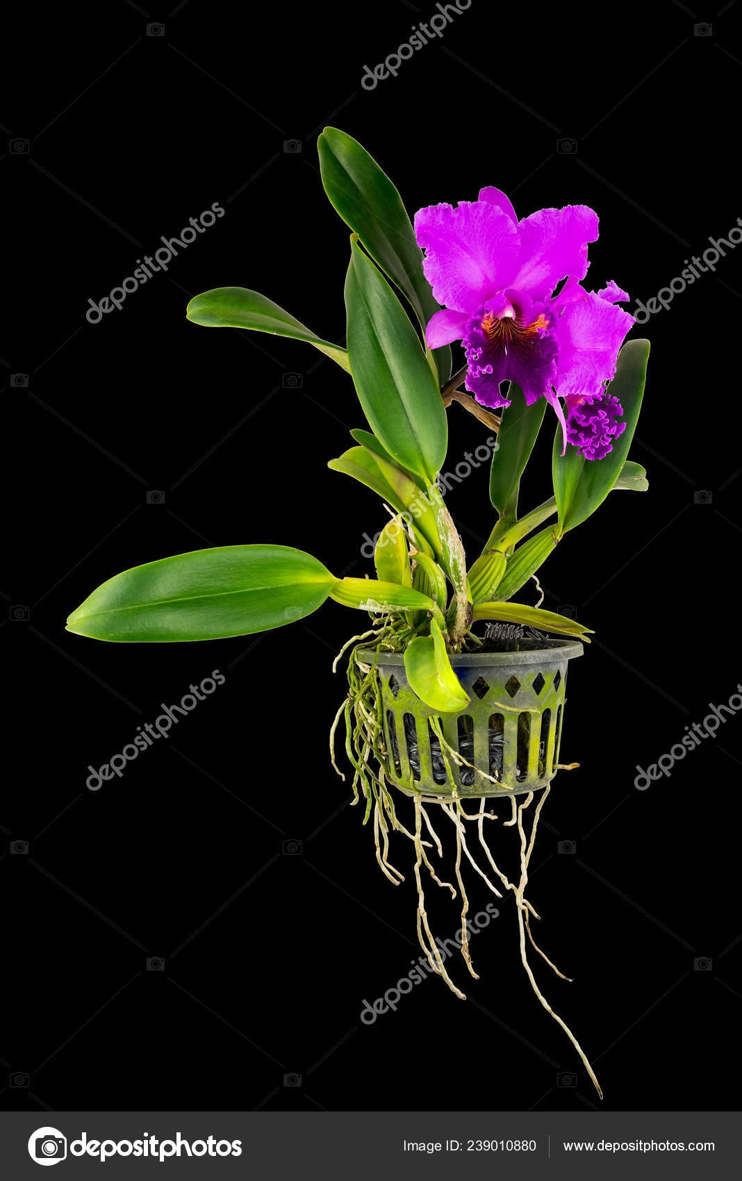 Purple Cattleya Orchid Flower Isolated Black Background Stock Photo C Takepicsforfun 239010880