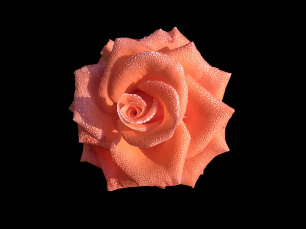Vue Dessus Fleur Rose Isolée Sur Fond Noir Gros Plan — Photo