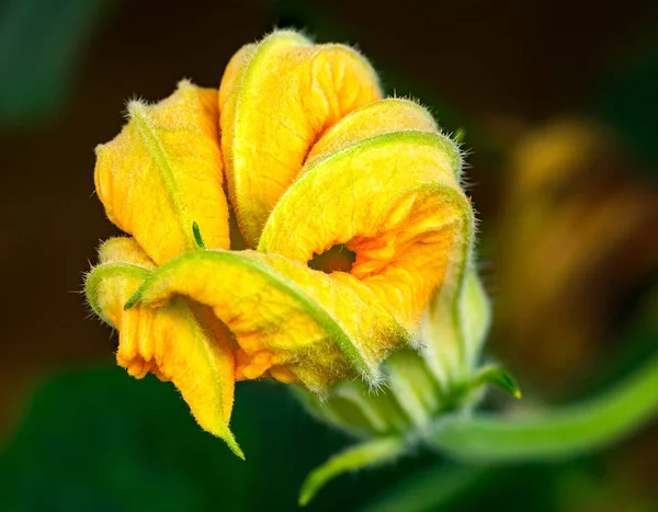 Vista Cerca Hermosa Flor Calabaza Amarilla — Foto de Stock