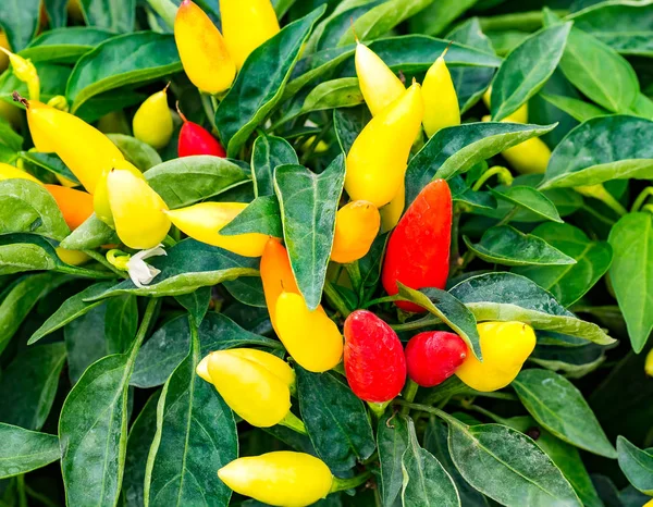Cabai Merah Dan Kuning Dengan Bunga Kebun Dapur — Stok Foto