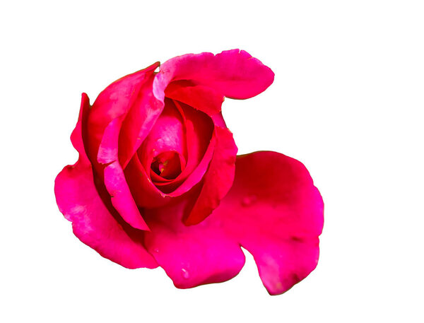 Single bud of red Rose isolated on white background