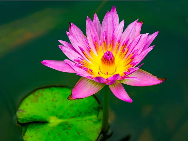 Lírio Água Bonita Florescendo Uma Lagoa — Fotografia de Stock