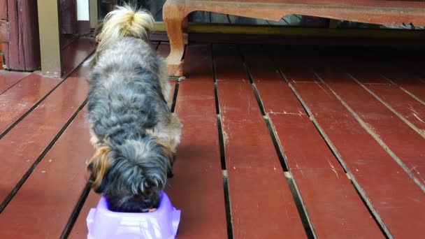 Милий Собака Їсть Їжу Піднімає Голову Лиже Губи — стокове відео