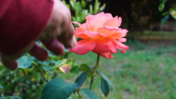 Tuinman Een Roze Bloem Knippen Met Een Schaar Rozentuin — Stockvideo