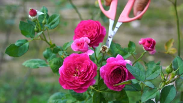 园丁在植物园里剪了一枝枯萎的玫瑰 — 图库视频影像