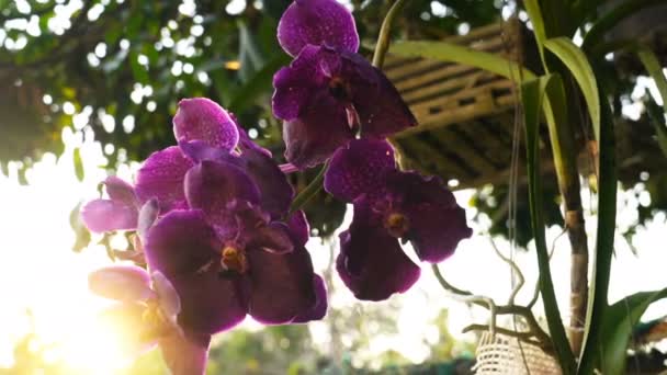 Bellissime Orchidee Vanda Giardino Alla Luce Del Sole Della Sera — Video Stock