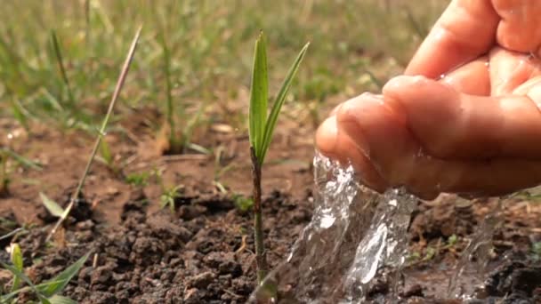 Watering New Small Palm Tree Slow Motion — Stock Video