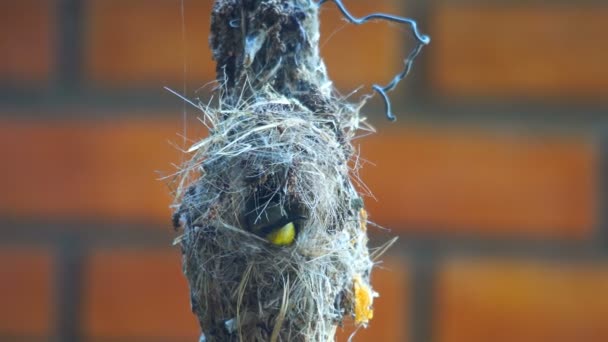 Vrouwelijke Sunbird Uitkomen Haar Eieren Het Nest Spoelen Van Het — Stockvideo