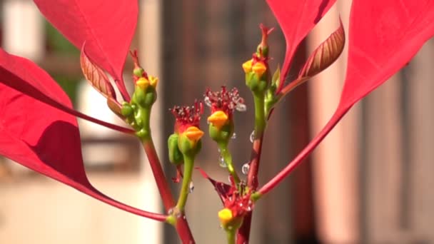 Tetesan Air Tawar Pada Bunga Poinsettia Atau Christmas Bush Slow — Stok Video