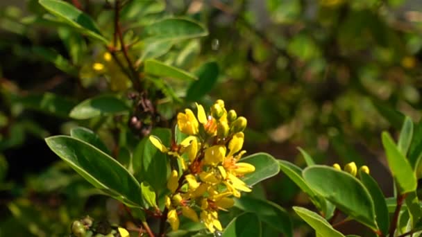 慢动作中的高菲米亚花或金花上的水滴 — 图库视频影像
