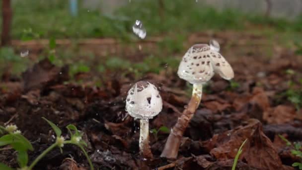 Tappa Vatten Musroom Botaniska Trädgården Slow Motion — Stockvideo