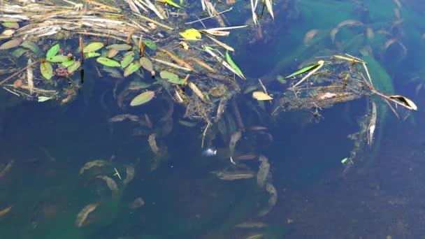 Acqua Con Foglie Secche Alghe Che Scorrono Nel Fiume Nella — Video Stock