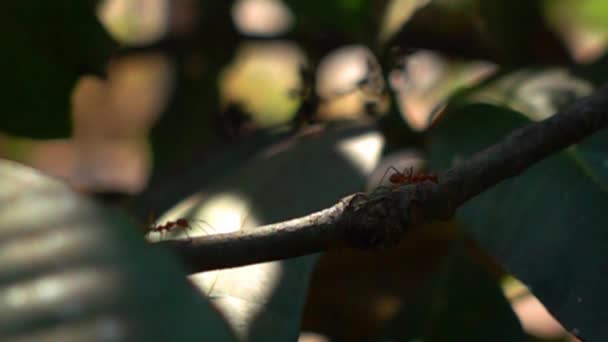 Κόκκινα Μυρμήγκια Περπάτημα Ένα Υποκατάστημα Της Δέντρο Μάνγκο Αργή Κίνηση — Αρχείο Βίντεο