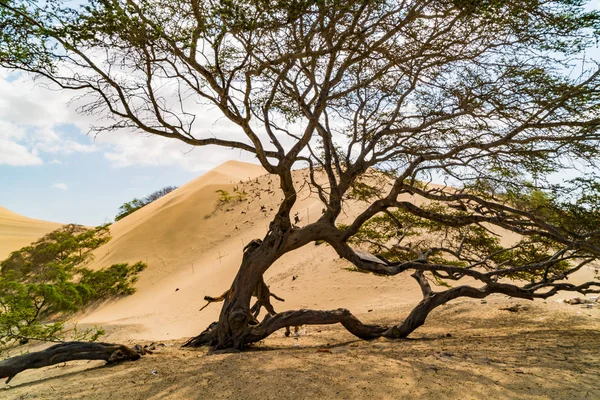 Veduta del deserto peruviano con un albero e dune di sabbia — Foto Stock