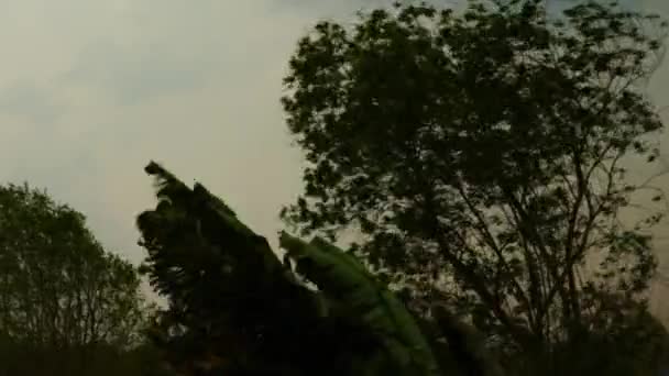 Árboles Balanceándose Fuerte Viento Tormenta Lluvia Temporada Verano Tailandia — Vídeos de Stock
