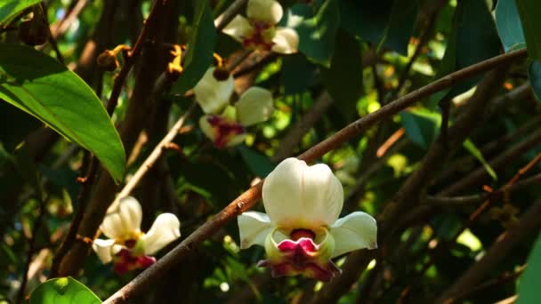 Mahaprom Rachini Flor Mitrephora Sirikitiae Cuelgan Árbol Temporada Verano — Vídeo de stock