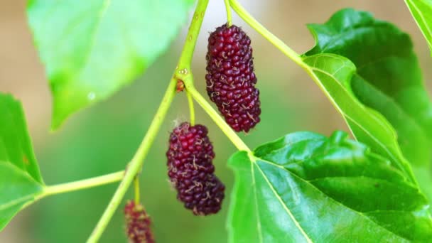 Ripe mulberries fruit hanging on a tree in summer season — Stock Footage Ripe Mulberries Fruit Hanging Tree Summer Season Royalty Free Stock Footage