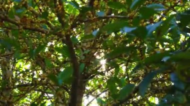 Rüzgarda sallanan Negkassar ağacının veya Saraphi ağacının yaprağının arasından güneşi izlemek