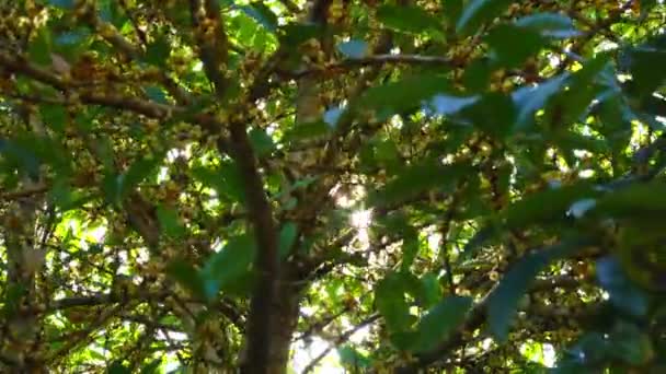 Titta Solen Genom Blad Negkassar Träd Eller Saraphi Träd Som — Stockvideo